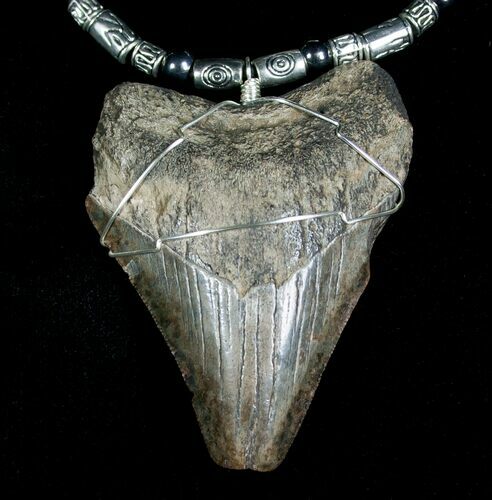 Big Ass Megalodon Tooth Necklace #5092